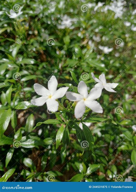 Bunga melati stock image. Image of jasmine, bunga, melati - 244531875