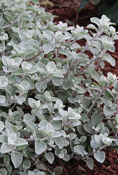 Helichrysum Hi Ho Silver Ground Cover In 2021 Silver Plant