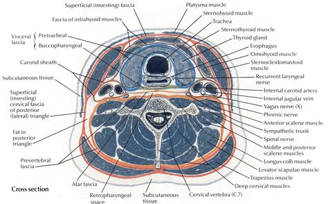 Netter 030a Cross Section Layers Sternocleidomastoid Muscle