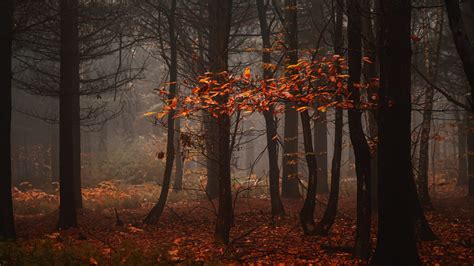 autumn into the woods free photo splitshire