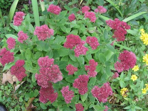 Here's how to extend the blooming season well past summer. The Best Fall Flowers for Your Garden | What to Plant for ...