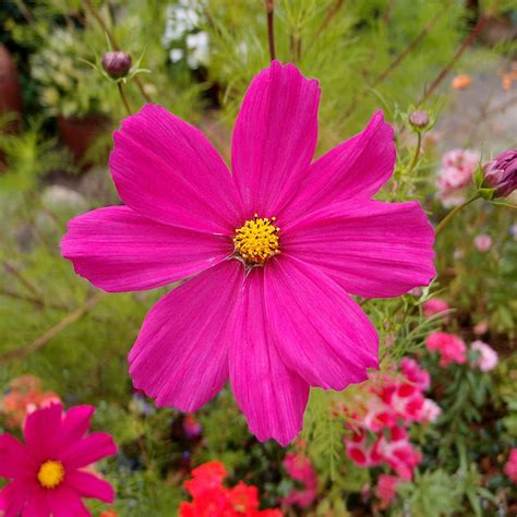 Cosmos Seeds Dazzler Flower Seeds In Packets And Bulk Eden Brothers