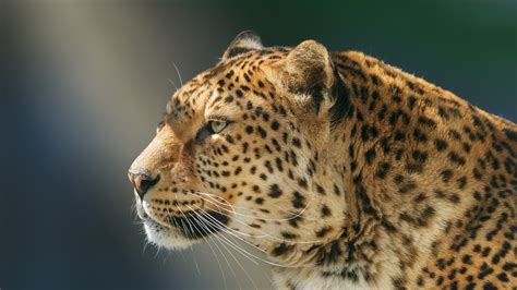 2560x1440 Leopard Wild Animal 1440p Resolution Hd 4k Wallpapersimages