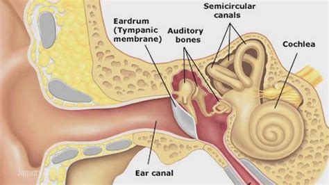 How does the inner ear function? Functions of eardrum
