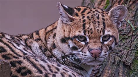 Due to the expansion of the agriculture frontier,. Pantanal um eine Wildkatze reicher: Biologen weisen ...