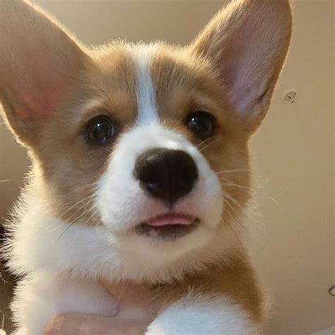 Cute Dogs Doggos Puppys On Instagram Blep ️ Follow