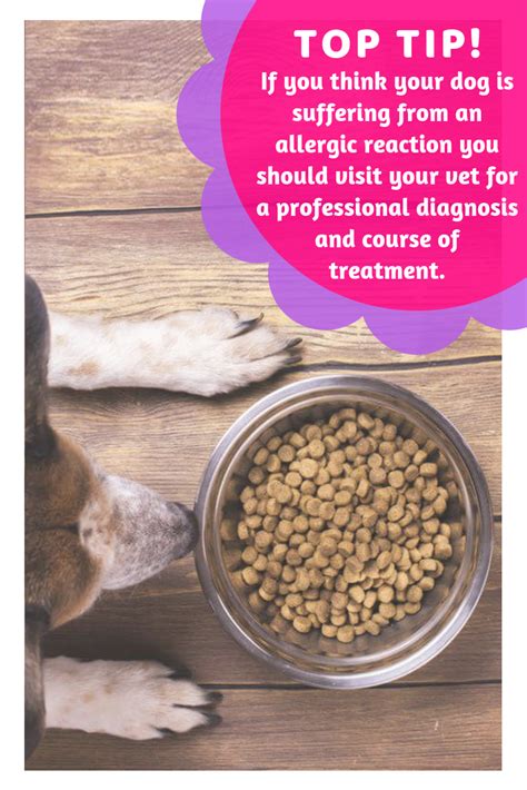 Symptoms like scratching, licking the feet, chewing, and red, irritated skin are all clear signs of atopy in the dog or cat. Food Allergy Test Kits For Dogs - A Helpful Guide - Shih ...