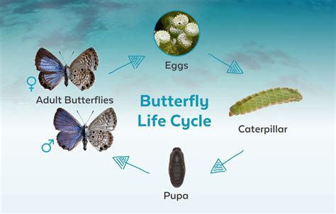 Blue Morpho Butterfly Life Cycle