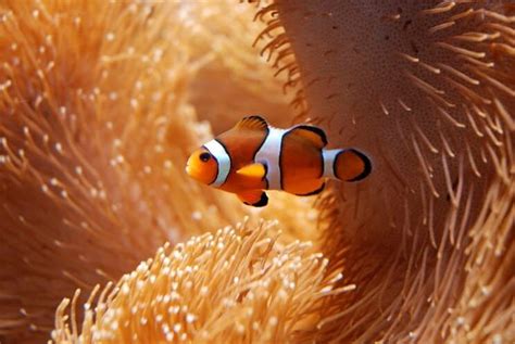 Kostenlose ausmalbilder in einer vielzahl von themenbereichen, zum ausdrucken und anmalen. The Definitive Clownfish Care Guide: Is Nemo The Fish For ...