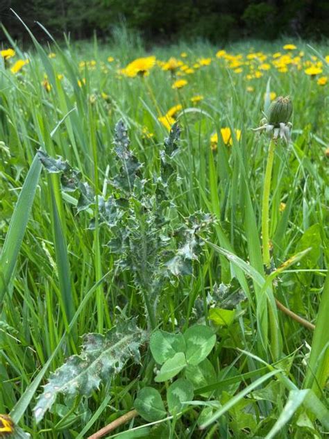 Integrated Weed Management For Pastures And Hayfields A Guide For