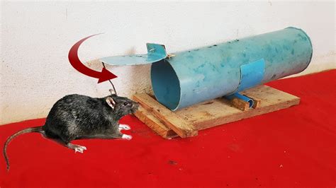 How To Make Rat Mouse Trap From Pvc Pipe Youtube