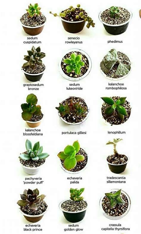 Clasificación Types Of Succulents Plants Planting Succulents