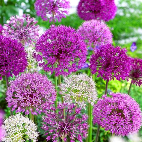 Buy Allium Mixed Ornamental Onion Bulbs Free Delivery
