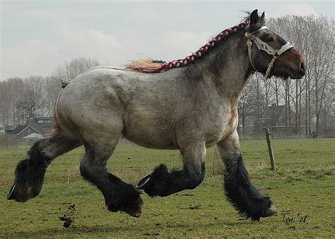 There are all kinds of famous horses out there from warhorses to horses featured in commercials and sometimes even fake ones like mr. Powerful Belgian Draft Horses Show Their Pure Strength By ...