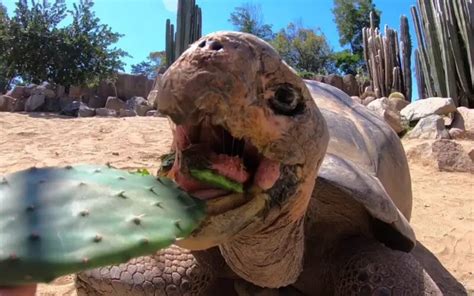 5 Animals That Eat Cactus Plants Why Its Good For Them