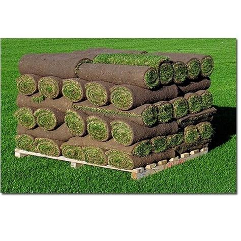 100 Tall Fescue Sod 50 Ft X 4 Ft Roll Siteone