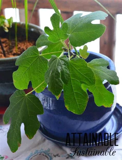 Container Gardening How To Grow A Fig Tree In A Pot