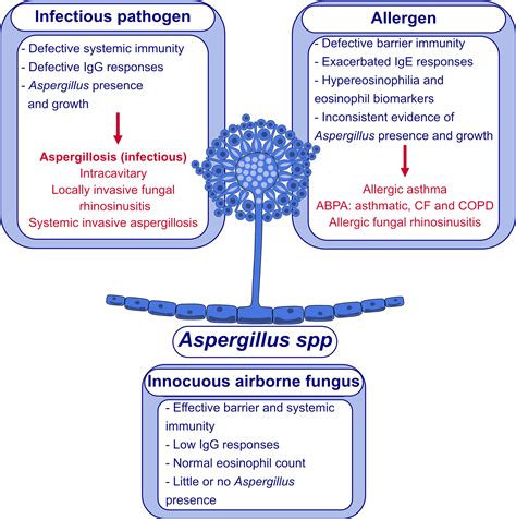 Fungal Exposome Human Health And Unmet Needs A 2022 Update With