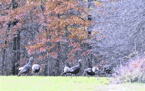 public asked to participate in wild turkey survey seymour tribune