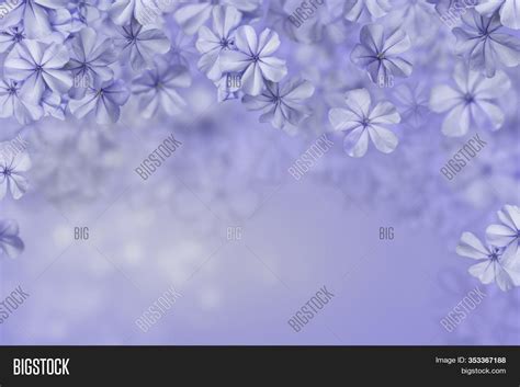 Blue Little Flowers On Image And Photo Free Trial Bigstock
