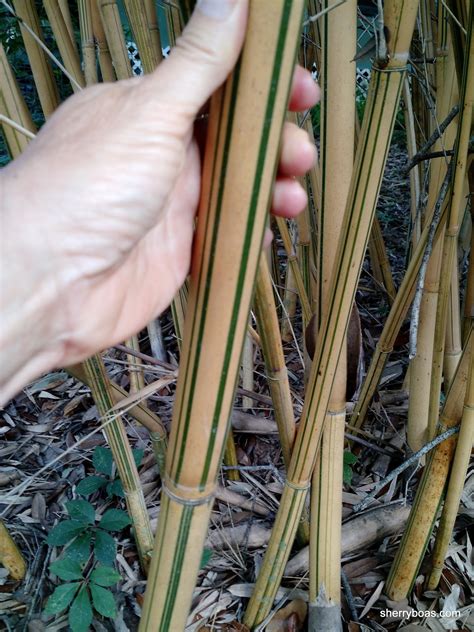 And if you don't know what type you're buying, you could be in for. Golden Hedge Clumping Bamboo (Bambusa multiplex alphonse ...