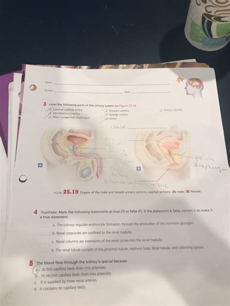 Spongy urethra the spongy urethra is the longest of the three sections. Anatomy And Physiology Archive | December 08, 2018 | Chegg.com