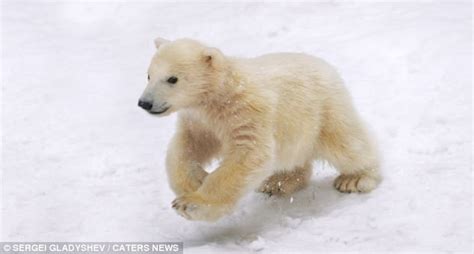 Thats One Way To Get Mums Attention Cute Polar Bear Cub