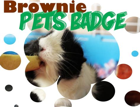 Coloring page and maze to make it fun. Brownie Pets Badge | Brownie pet badge, Girl scout brownie ...