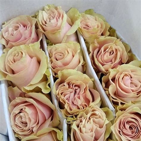 I live in san francisco, but i placed an online order for an unusually shaped flower arranger. How's your holiday going? Is it as beautiful as these Pink ...