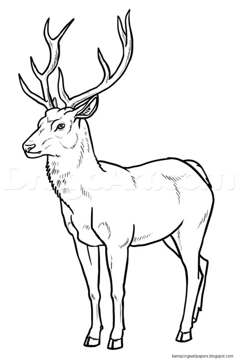 Doe Deer Drawing Amazing Wallpapers