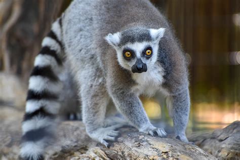 Ring Tailed Lemur The Maryland Zoo