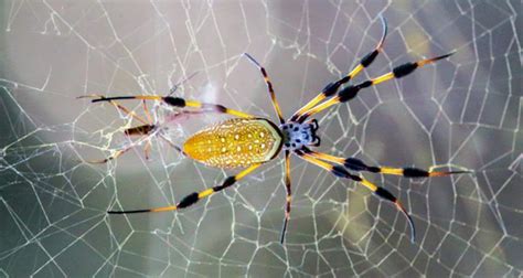 The Banana Spiders Golden Silk Is Actually A Natural Marvel