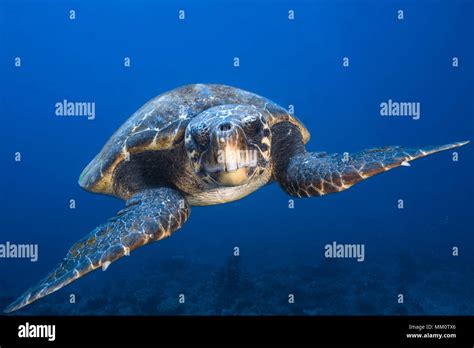 Loggerhead Sea Turtle Caretta Caretta Mayotte Indian Ocean Stock