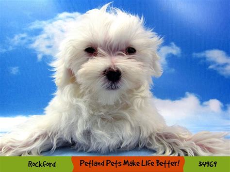 Maltese Dog Female White 2990646 Petland Pets And Puppies Chicago Illinois