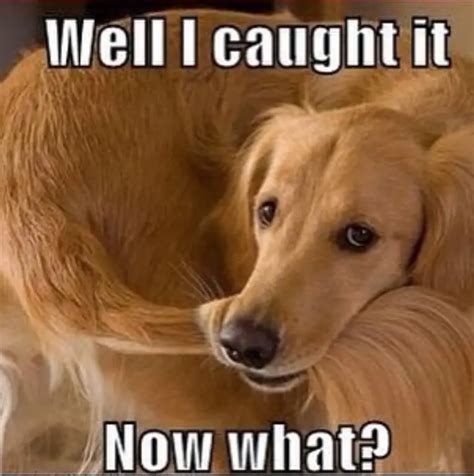 Best Golden Retriever Memes Of All Time The Paws
