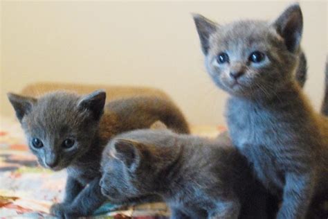 Would you like to get a puppy or kitten, but you are not sure which type is the right for you? Russian Blue Kittens For Sale in Manhattan | Manhattan Puppies | Russian blue kitten, Kittens