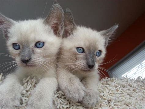 They are playful, social, healthy, intelligent, curious and friendly, ready to love and be loved. SIAMESE TRADITIONAL BLUE POINTS ***** APPLEHEADS for Sale ...