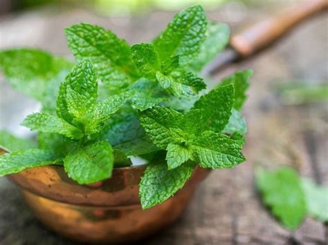 14 Plants That Naturally Repel Mosquitoes, Flies and Other Pests