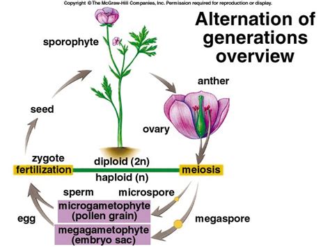 Alternation Of Generations In Plants Ulisesewawalters