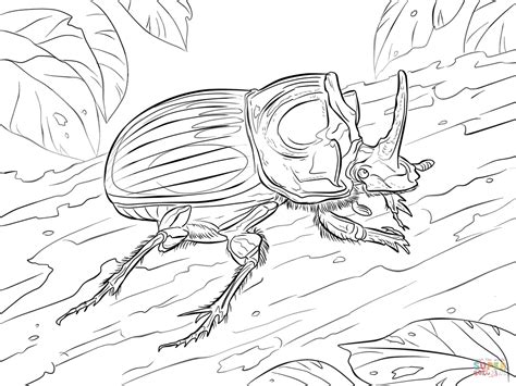 beetle coloring page at free printable colorings pages to print and color