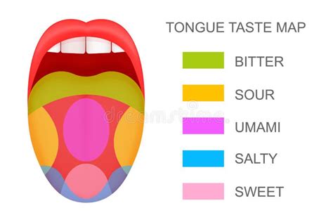 Human Tongue Taste Zones Stock Illustrations 20 Human Tongue Taste