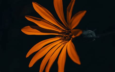 Download Wallpaper 3840x2400 Flower Orange Dark Petals