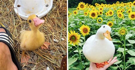 45 Adorable Ducks In Their Happiest And Blessed Moments Duck Cute