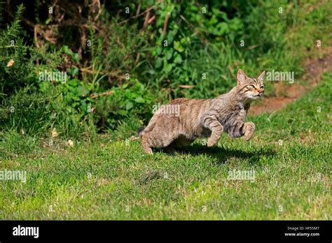 Cat Jumping Hi Res Stock Photography And Images Alamy