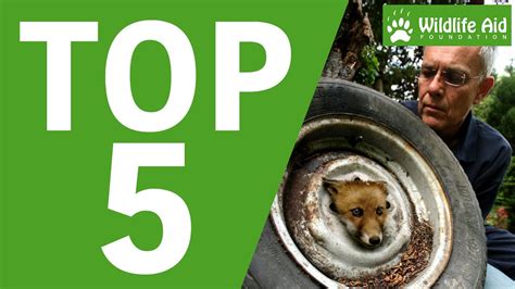 Top 5 Most Memorable Wildlife Rescues! - YouTube