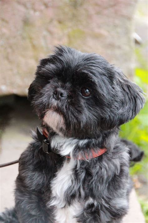 53 Best Black Shihtzu Images On Pinterest Shih Tzus Baby Puppies And