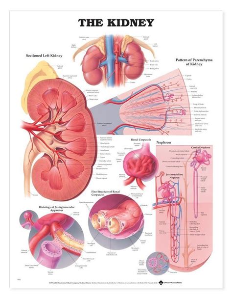 9781587791727 778×1001 Pixels Kidney Anatomy Human Kidney