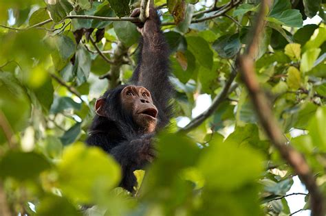 Chimpanzee Swinging In Tree A Chimpanzee Swings In A Tree Flickr