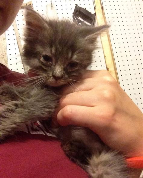Scruffy Kitten Strays Into The Heart Of His Rescuer Love Meow