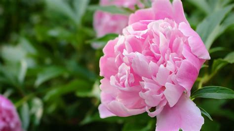 12 Surprising Facts All Peony Enthusiasts Should Know Southern Living